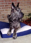 DSCN1859.JPG
Big dog