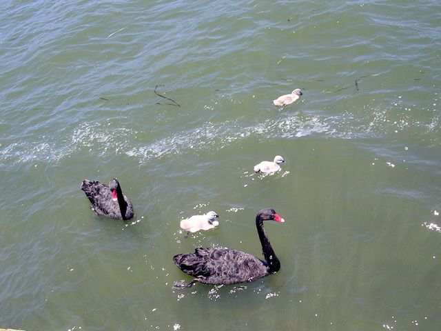 DSCN0080.JPG
Black swan family