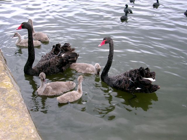 DSCN0363.JPG
Black swan family