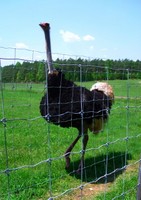 Highlight for album: Andersonville Ostrich Ranch