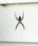 DSCN1846.JPG
Another spider
