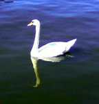 0831081503.jpg
Swan!