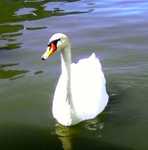 0831081505.jpg
Swan!
