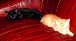 S7300443.JPG
Couch kittens