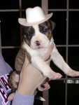 DSCN1745.JPG
Cowboy puppy!