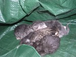 DSCN1761.JPG
Lunatic's kittens
