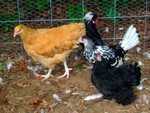 S7300486.JPG
Buff Orphington hen, Hamburg hen, Black Cochin hen, Polish Crested rooster