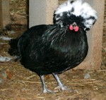 S7300489.JPG
Polish Crested hen