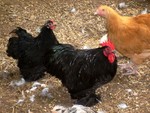 S7300491.JPG
Black Cochin hen, Black Cochin rooster, Buff Orphington hen