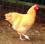 S7300493.JPG
Buff Orphington rooster