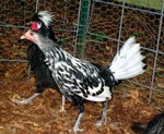 S7300496.JPG
Hamburg hen, Polish Crested rooster