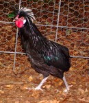 S7300497.JPG
Polish Crested rooster