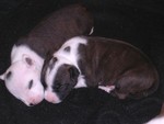 DSCN2291.JPG
Sleepy puppies