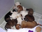 DSCN2313.JPG
Puppies in a crib