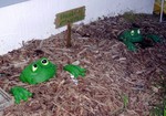 DSCN2591.JPG
Attack Frogs!