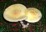 S7300454.JPG
Same mushrooms!