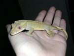 DSCN0619.JPG
Crested gecko