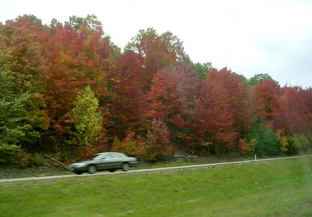 DSCN2730.JPG
Fall foliage (TN)
